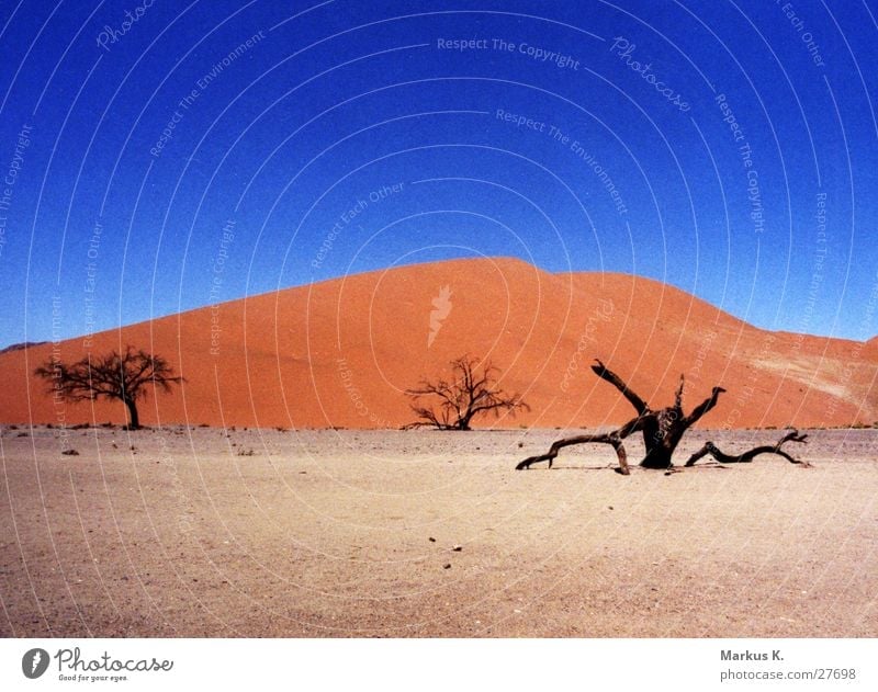 Dune 45 (2) Red Tree Dull Africa Hot Physics Dry Munich Beach dune Desert Sand Blue Dried Death Namib desert Warmth Thirst