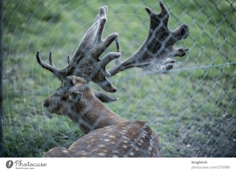 Waidmanns Heil I Vension Animal Wild animal Zoo Deer 1 Lie Brown Green Colour photo Subdued colour Exterior shot Deserted Day Animal portrait Rear view