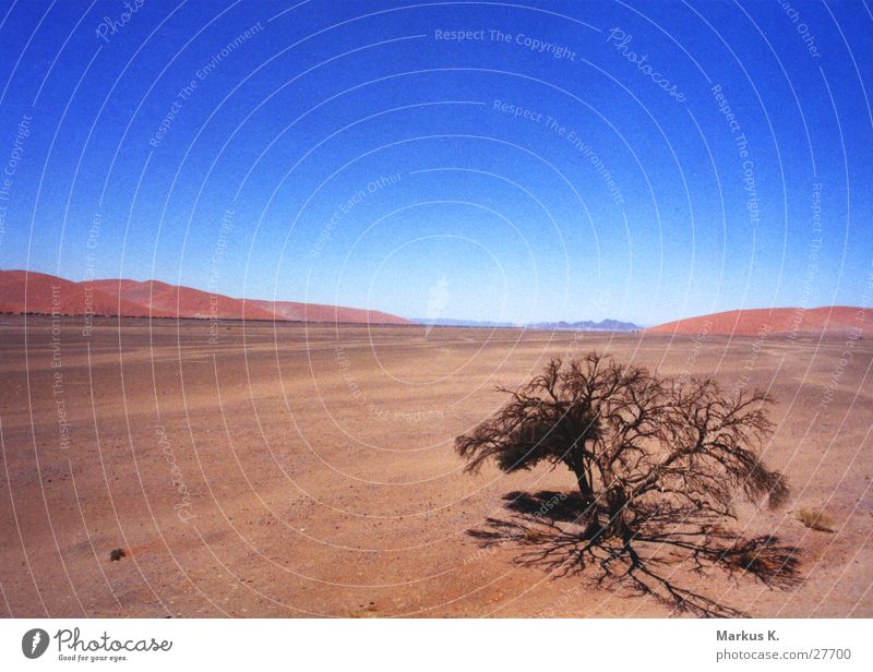 wanderlust Tree Red Far-off places Africa Hot Physics Dry Munich Namib desert Blue Desert ramble Warmth Thirst