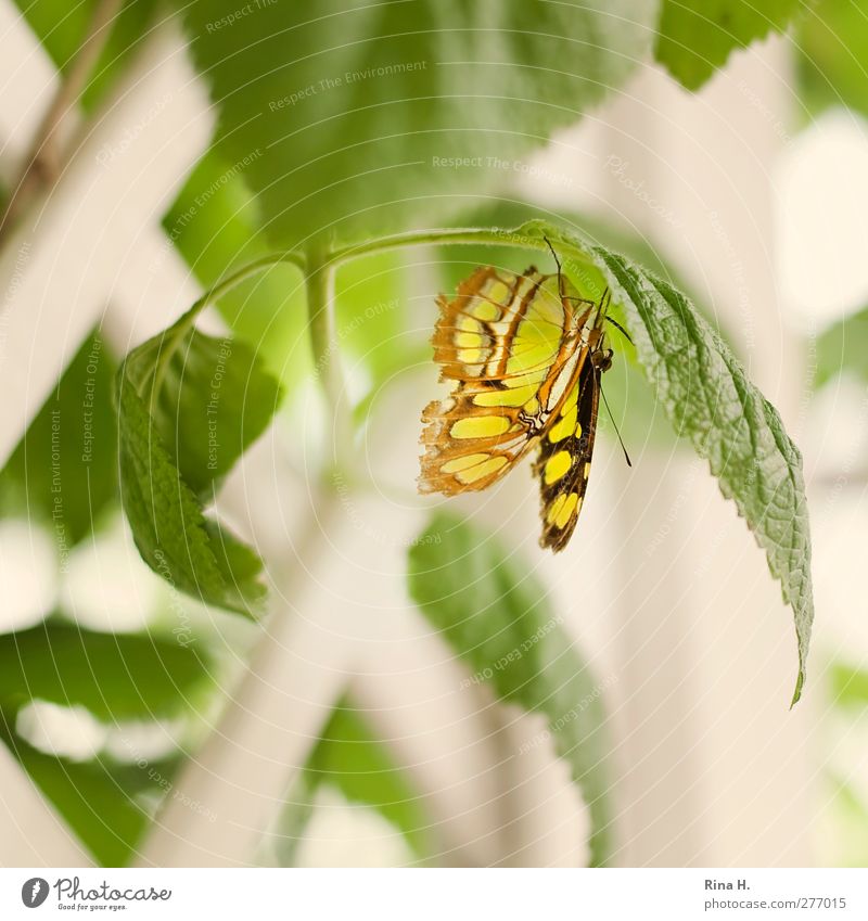 butterfly Plant Bushes Leaf Butterfly 1 Animal Hang Bright Yellow Green Colour photo Deserted Shallow depth of field