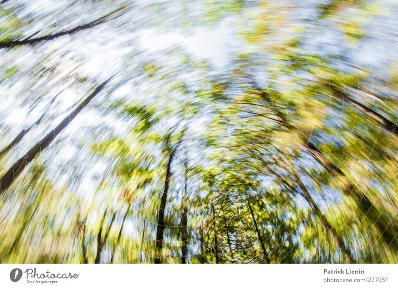motion sickness Environment Nature Landscape Plant Elements Sky Summer Climate Weather Tree Forest Esthetic Contentment Movement Loneliness Uniqueness Freedom