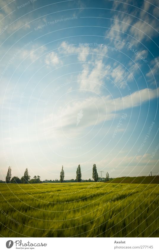 The green wheat field Landscape Air Sky Clouds Sunlight Summer Beautiful weather Field Free Bright Warmth Freedom Idyll Sustainability Nature Environment Wheat