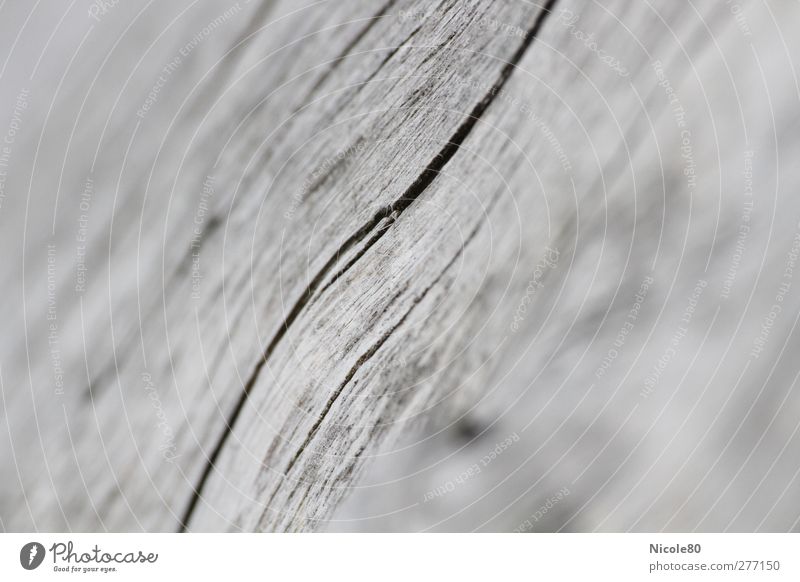 lifelines Nature Wood Crack & Rip & Tear Structures and shapes Wood grain Wood fiber Gray Colour photo Macro (Extreme close-up) Deserted Copy Space