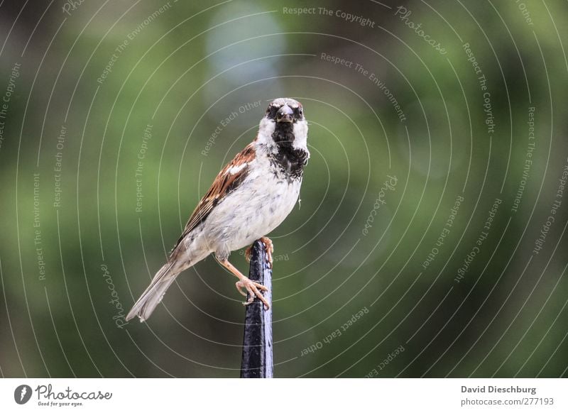 eye contact Nature Animal Wild animal Bird Animal face Wing 1 Green Sparrow Curiosity Feather Looking Point Songbirds Colour photo Exterior shot Day Blur