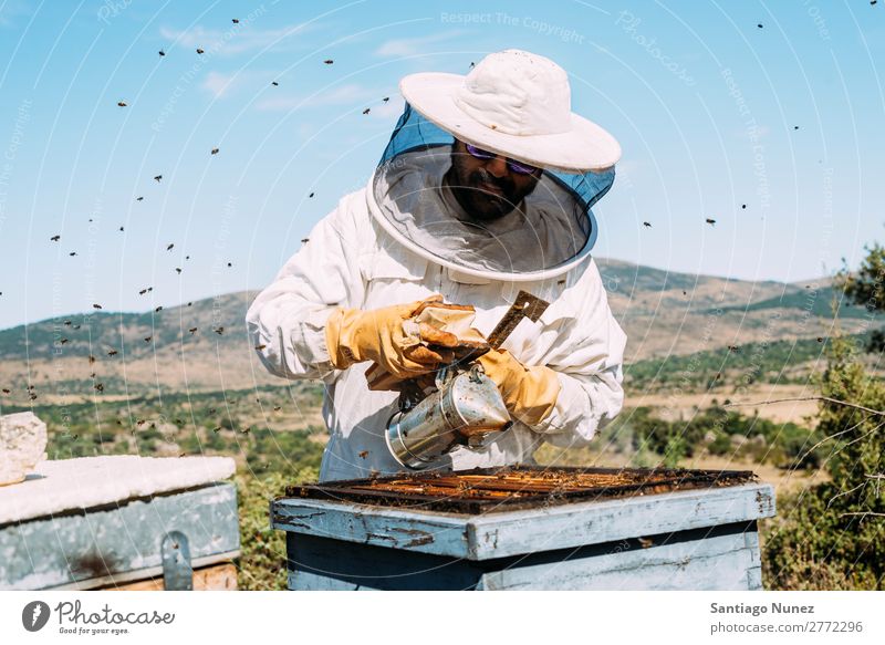 Beekeeper working collect honey. Bee-keeper Honeycomb Bee-keeping Apiary Beehive Farm Nature Honey bee Frame Man beeswax Collect Agriculture homegrown Keeper