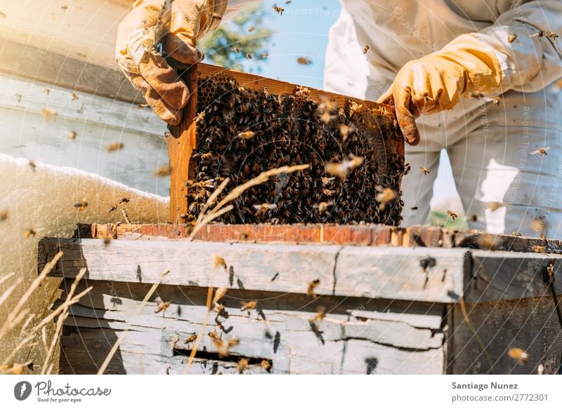 Beekeeper working collect honey. Bee-keeper Honeycomb Bee-keeping Apiary Beehive Farm Nature Honey bee Frame Man beeswax Collect Agriculture Gloves homegrown