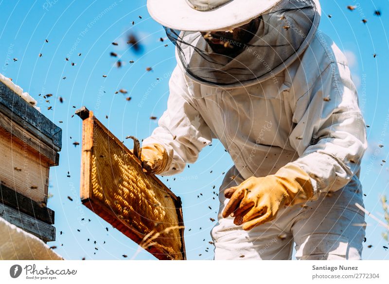 Beekeeper working collect honey. Bee-keeper Honeycomb Bee-keeping Apiary Beehive Farm Nature Honey bee Man beeswax Collect Agriculture homegrown Keeper