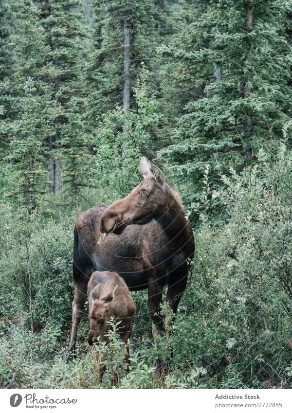 Moose with young animal moose Calf Forest wildlife Nature Elk pasturing Wild Brown Emotions Child Woman Highlands Mother national Mammal Natural Considerate