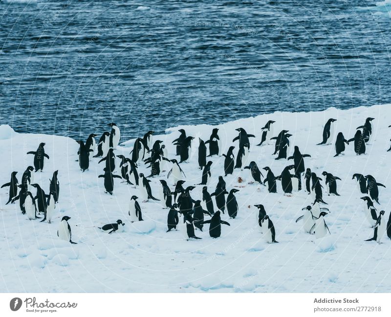 Flock of penguins walking on snow Penguin Coast Snow polar Winter North Nature wildlife Cold Ocean Group Beauty Photography Climate Natural Wild Water
