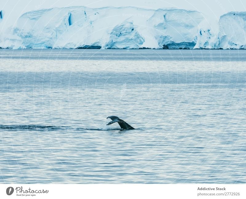Whale swimming icy ocean Ocean Glacier Landscape Animal Environment Water Nature polar North Global The Arctic Vacation & Travel Dive Wild marine Destination