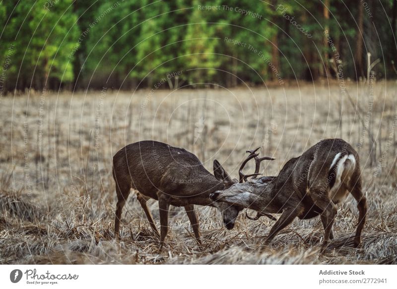 Deer fighting in field Fight Field wildlife Nature Mammal bucks Antlers Brown Battle Wilderness rutting Dominant Seasons Natural Aggression Competition contest