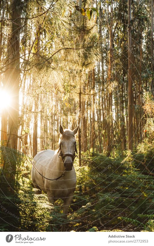 Tethered horse in woods Horse Forest Sunset tether White Nature Beautiful Animal Landscape Green Summer stallion Rural Beauty Photography equine Pasture Meadow