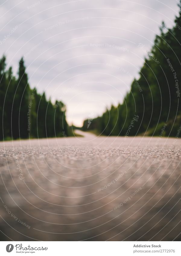 Close-up of paved road Street Forest Consistency Nature Landscape Lanes & trails Asphalt Weather Rural Scene Rough straight Empty roadway scenery Calm