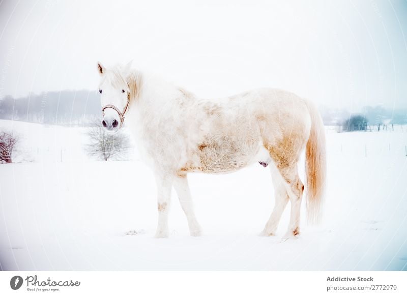 White horse on snow Horse Snow Field Stand Cold Winter stallion Nature Mammal Gray Purebred equine Animal Freedom Farm Beauty Photography Wild Movement Action