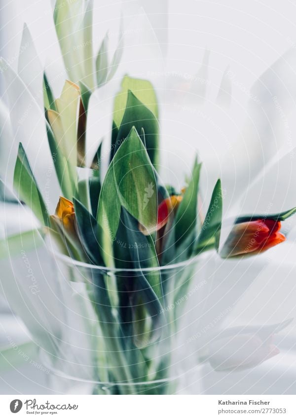 Tulips bouquet red green orange Art Work of art Nature Plant Flower Leaf Blossom Bouquet Blossoming Illuminate Beautiful Yellow Green Orange Red Turquoise White
