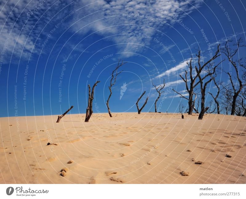 shifting dune Nature Landscape Plant Sand Air Sky Clouds Beautiful weather Tree Blue Yellow Death Sparse Colour photo Exterior shot Deserted Copy Space top