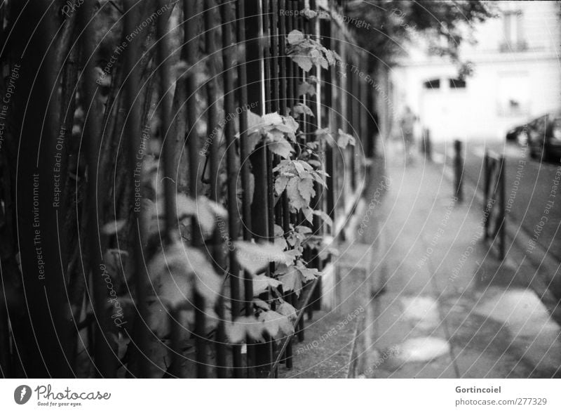 Même direction Human being Man Adults 1 Town Beautiful Front garden Garden fence Bushes Leaf Paris France Street Sidewalk Conduct Black & white photo
