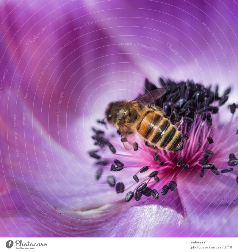 Bee in a paradise of flowers Macro (Extreme close-up) Copy Space top Copy Space left Shallow depth of field Deserted Colour photo Exterior shot Plant Blossom