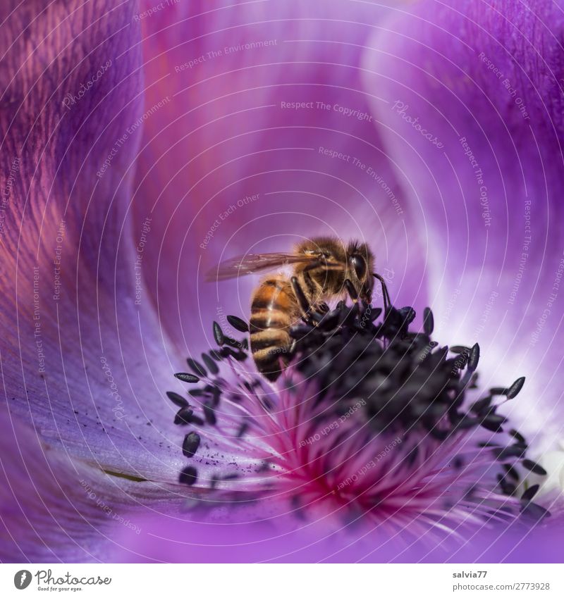 anemone scent Environment Nature Spring Summer Flower Blossom Anemone Garden Farm animal Bee Honey bee Insect Pollen Nectar 1 Animal Blossoming Fragrance Crawl