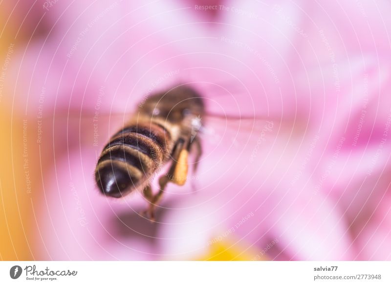 off to springtime Nature Sun Spring Summer Plant Flower Blossom Hyacinthus Garden Farm animal Honey bee Insect 1 Animal Blossoming Fragrance Flying Pink