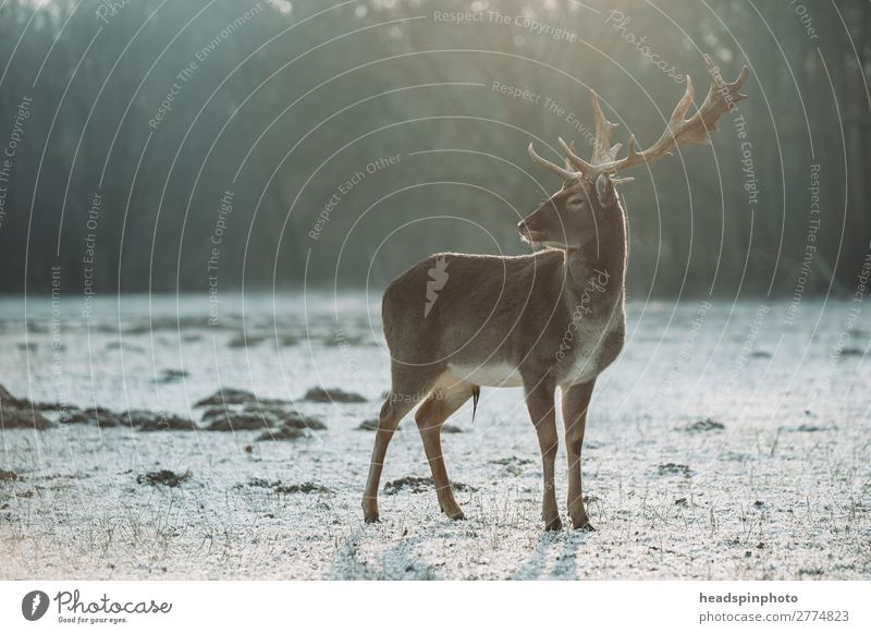 Stag at sunrise in winter landscape Environment Nature Landscape Autumn Winter Meadow Field Forest Germany Animal Wild animal Deer 1 Hunting Esthetic Threat