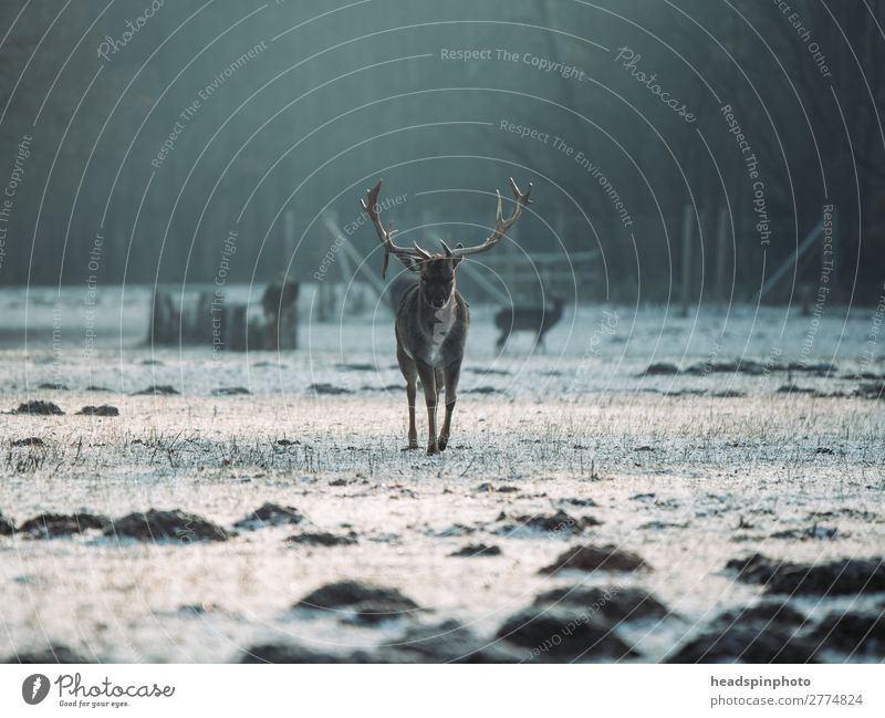 Stag at sunrise in winter landscape Adventure Freedom Winter vacation Landscape Plant Animal Earth Sunrise Sunset Autumn Meadow Field Forest Wild animal Deer 1