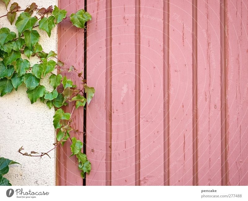 antique pink open space Plant Ivy Leaf Wall (barrier) Wall (building) Facade Wood Cuddly Violet Pink Serene Idea Idyll Nostalgia Wooden wall Copy Space Green
