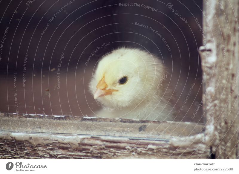 The world out there Animal Farm animal Bird Animal face Zoo Chick Barn fowl Baby animal 1 Cute Yellow Beak Window pane Looking View from a window Soft Fuzz