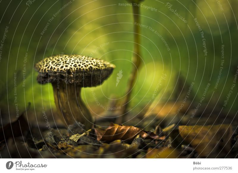mushroom Environment Nature Plant Earth Autumn Mushroom Forest Delicious Colour photo Exterior shot Close-up Deserted Copy Space right Copy Space top Day Light