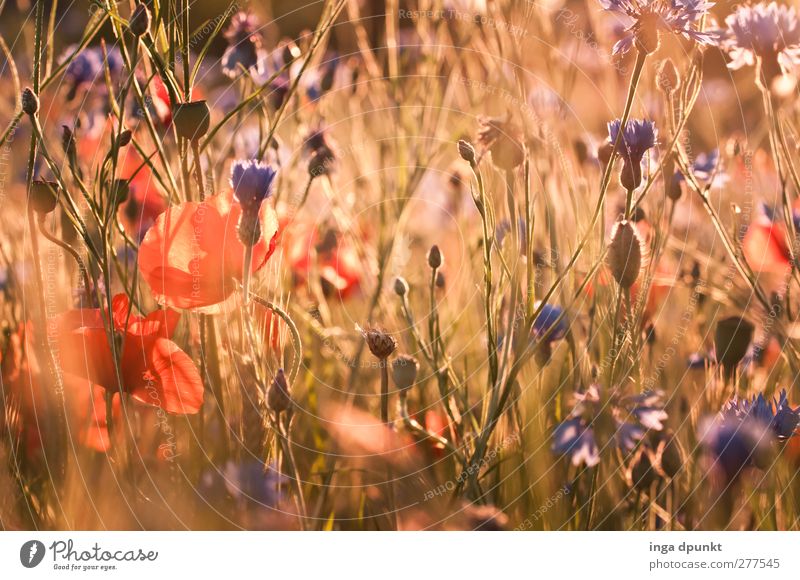 summer meadow Environment Nature Landscape Plant Summer Beautiful weather Flower Wild plant Meadow Field Poppy Poppy blossom Cornflower Exceptional Natural
