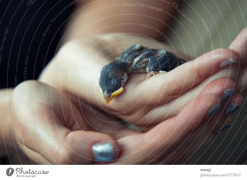 RIP small bird Animal - a Royalty Free Stock Photo from Photocase