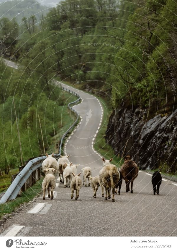 Cattle running down road in mountains Mountain Street Nature Livestock Summer Vacation & Travel Landscape Running Domestic Lanes & trails Countries in motion