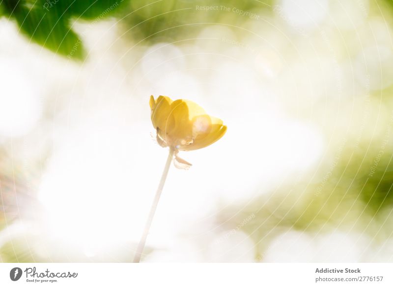 Small flower in sunlight Flower Sunlight Spring Nature Green Beautiful Summer Plant Yellow Beauty Photography pretty Colour Environment Sunbeam Floral Fresh