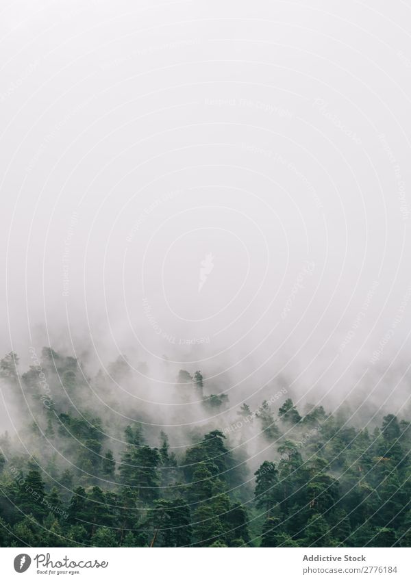 Fog running above tops of trees Landscape Forest coniferous magical Adventure Magic Peaceful Spooky Seasons Nature scenery Rural Aircraft Mysterious Colour