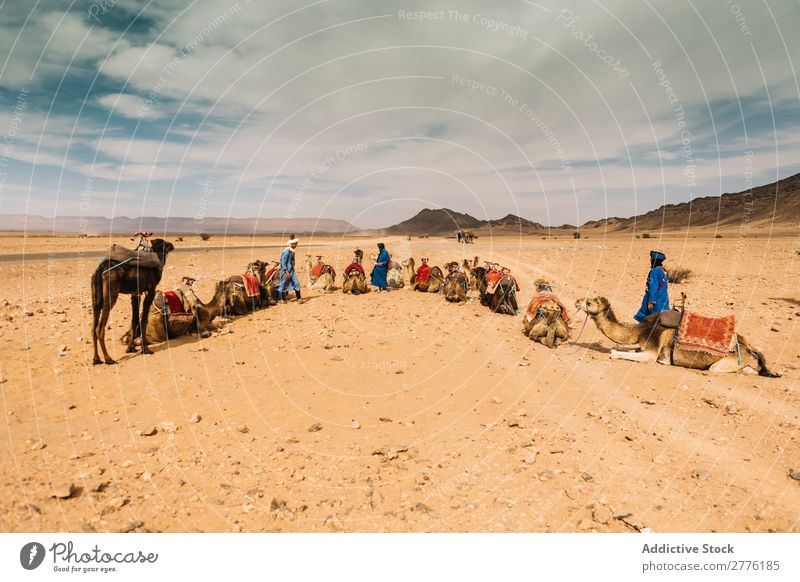 Caravan in spacious desert Desert Camel Indigenous Tourism Nature Transport Trip Summer Sand Vacation & Travel Tourist Animal Group Safari Sunbeam Authentic
