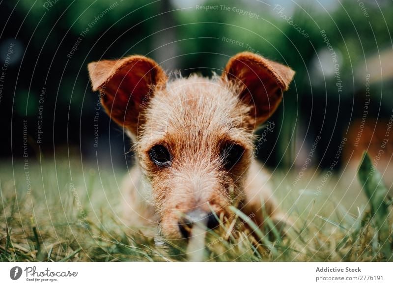 Small dog in the grass Puppy Grass Cute Dog Animal Pet Delightful Green Domestic Purebred Happy Funny Mammal doggy Park Playful pup Friendship Lawn Friendliness