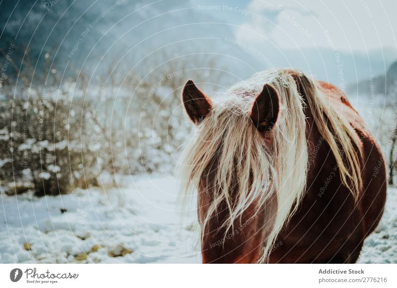 Horse in snow Mane Blonde Snow Nature Landscape Park Beautiful Vantage point Wild Winter stallion Alpine Air Day Mammal Domestic Peaceful Beauty Photography