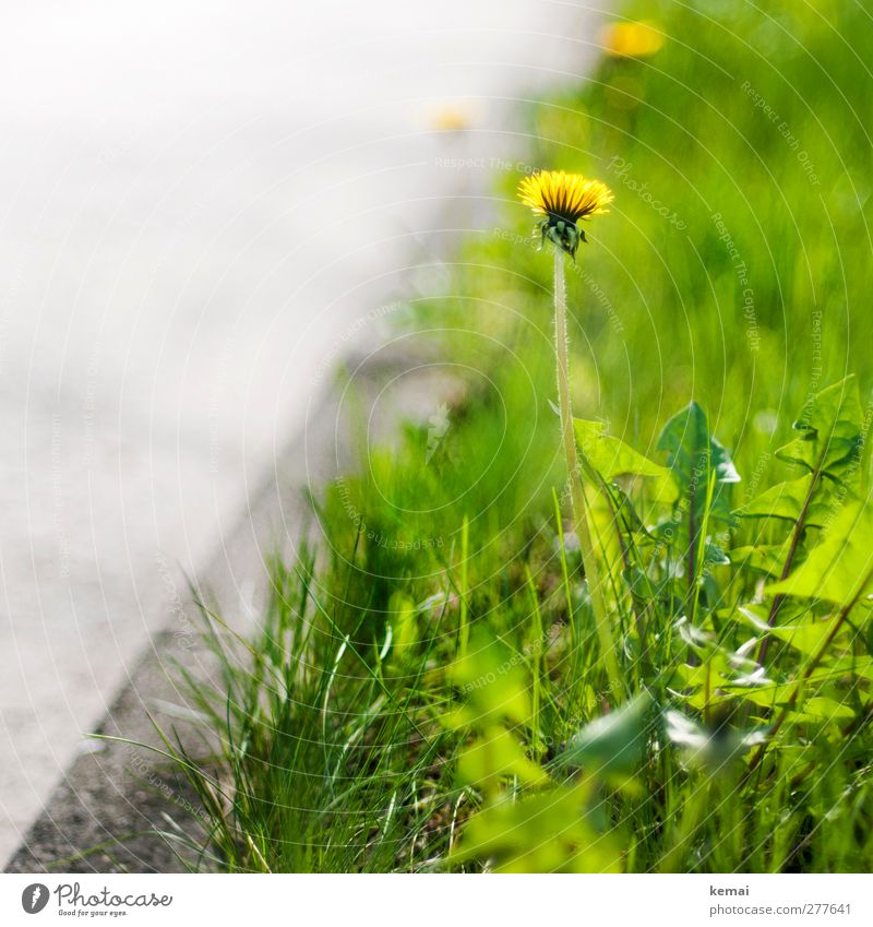 The roadside its vegetation Environment Nature Plant Sunlight Summer Beautiful weather Warmth Flower Grass Foliage plant Wild plant Dandelion Weed Meadow
