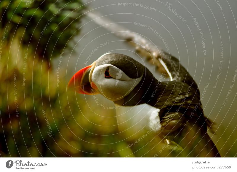 Iceland Environment Nature Plant Animal Wild animal Bird Puffin 1 Flying Beautiful Natural Cute Multicoloured Colour photo Exterior shot Animal portrait