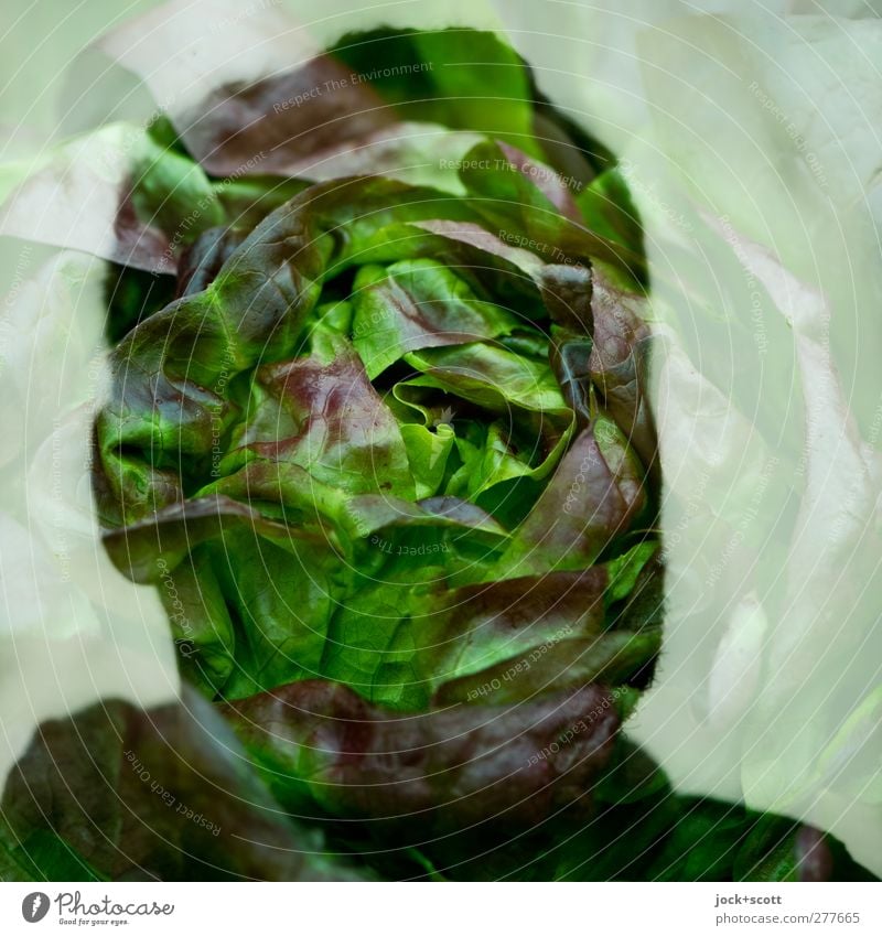 Butterhead Food Lettuce Nutrition Head Think Exceptional Fresh Green Emotions Identity Surrealism Irritation Double exposure Illusion Fantasy Metamorphosis