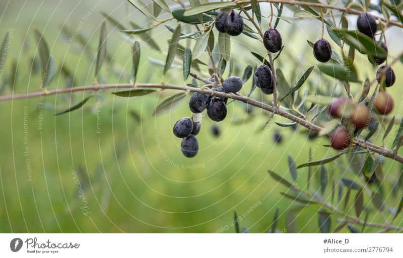 Olive tree branch with olives close up Food Nutrition Nature Winter Tree Bushes Agricultural crop Authentic Fresh Healthy Natural Green To enjoy Idyll Alentejo