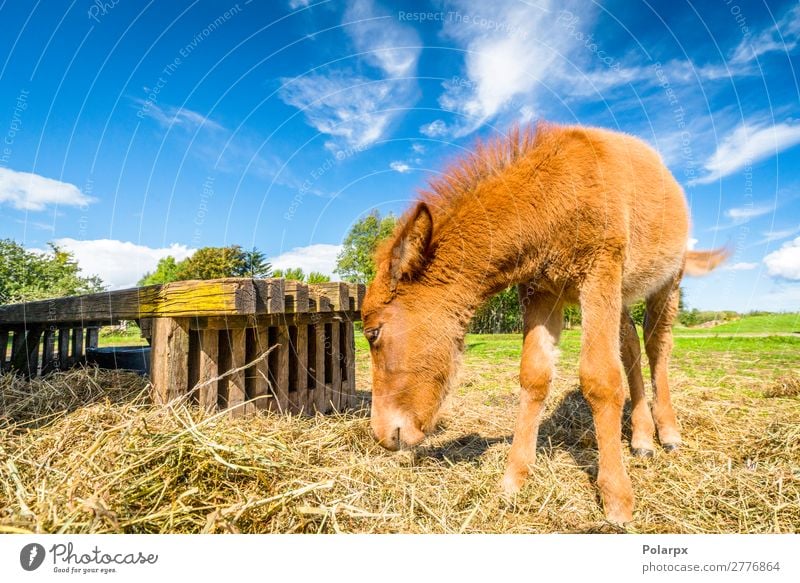 Small horse eating hay at a farm Eating Straw Beautiful Freedom Summer Nature Animal Grass Meadow Pet Horse To feed Feeding Natural Brown Green Black White Mule