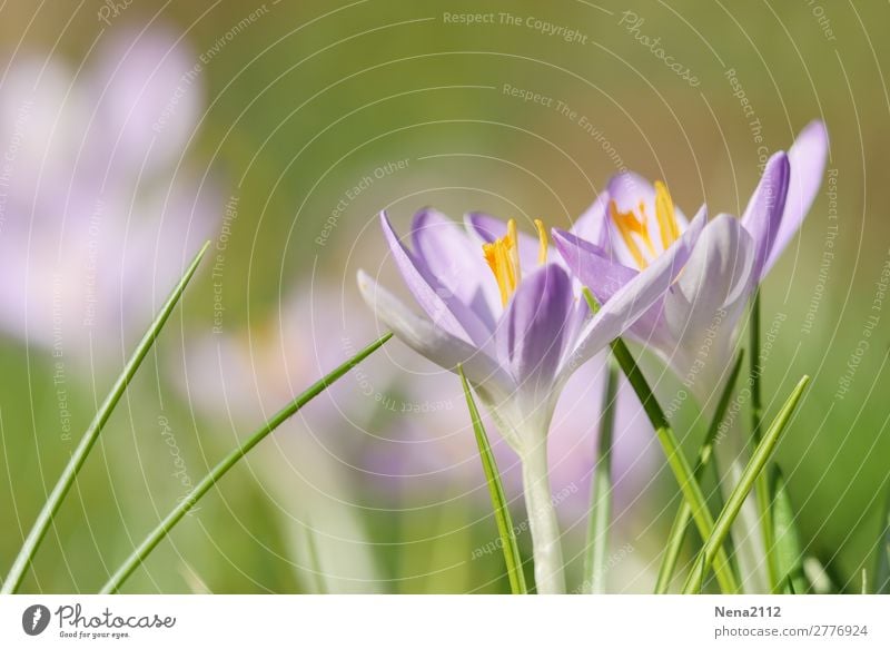 SPRING MESSENGERS Environment Nature Plant Spring Weather Beautiful weather Flower Garden Park Meadow Fresh Violet Pink Crocus February heralds of spring