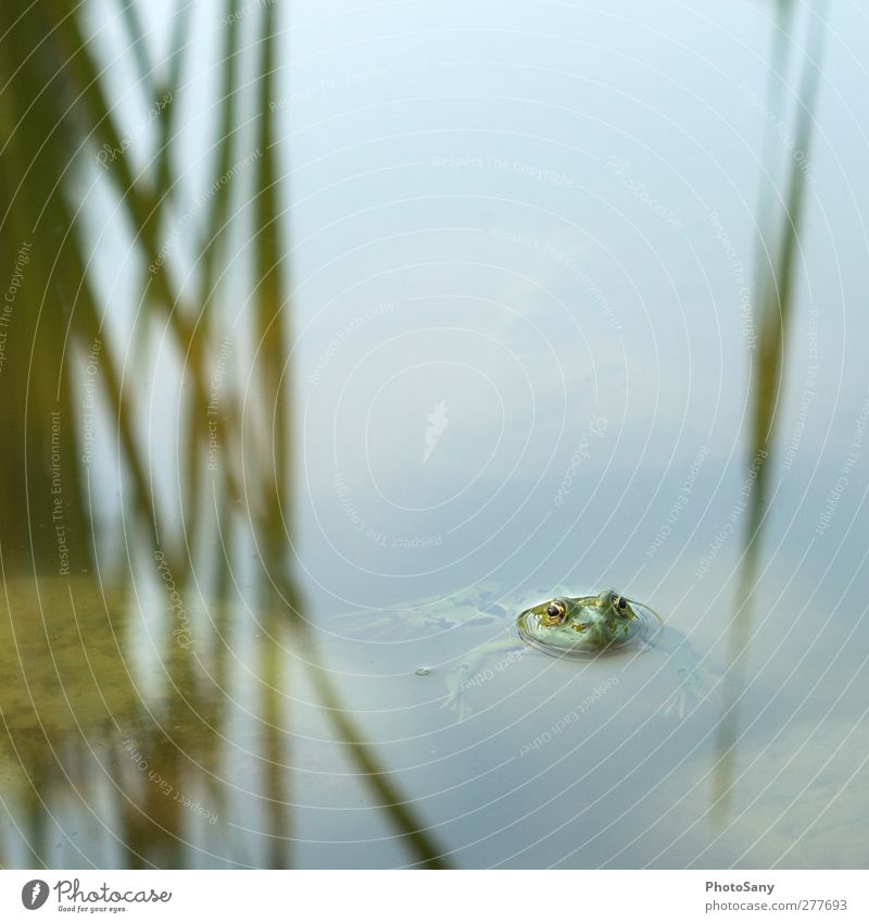 Frog clear Nature Pond Animal 1 Green Cool (slang) Serene Colour photo Exterior shot Detail Deserted Day Central perspective Looking