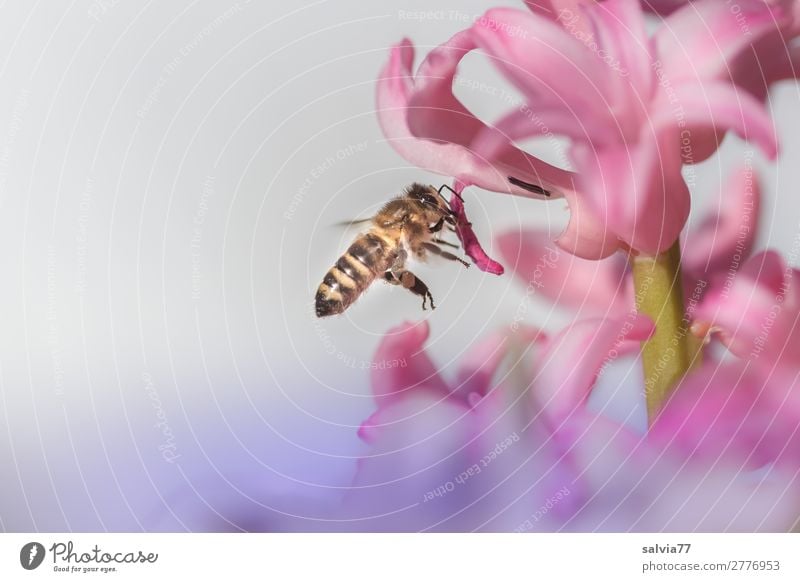 from blossom to blossom Environment Nature Spring Flower Blossom Garden Animal Farm animal Bee Insect Honey bee Bee-keeping Nectar Pollen 1 Touch Blossoming