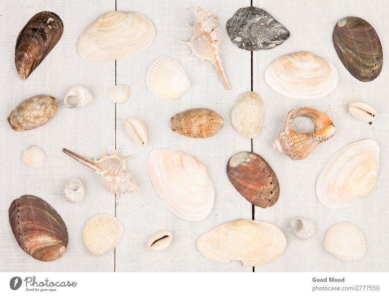 The group of sea shells on white wooden background Exotic Life Vacation & Travel Summer Beach Ocean House (Residential Structure) Decoration Nature Coast