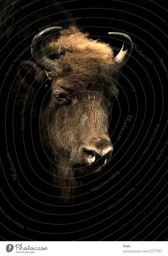 self-portrait Animal Wild animal Animal face Head Bison Antlers 1 Large Brown Black Pelt Colour photo Subdued colour Interior shot Deserted Copy Space right