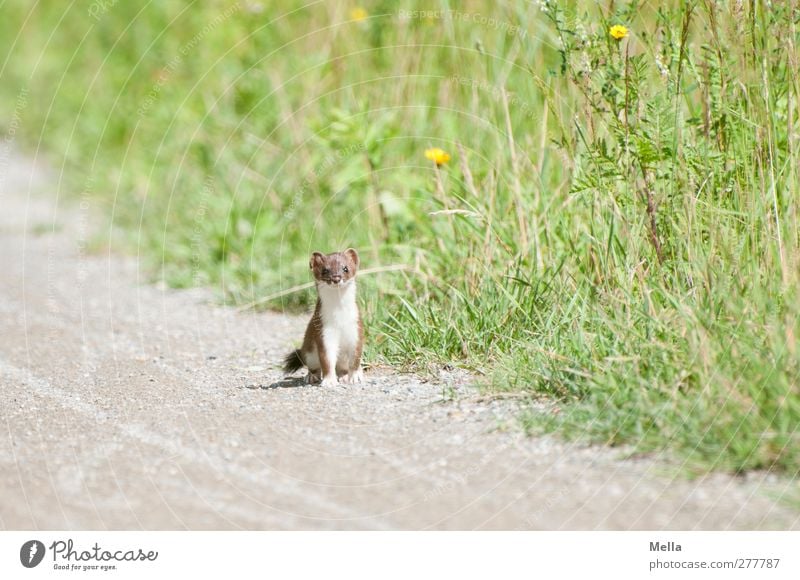 Wieselus Minimus Environment Nature Animal Summer Grass Meadow Wild animal ermine weasels Marten 1 Looking Stand Free Small Natural Curiosity Cute Attentive