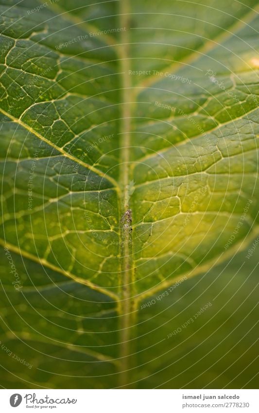 green leaf texture Plant Leaf Green Garden Floral Nature Decoration Abstract Consistency Fresh Exterior shot background Beauty Photography fragility spring