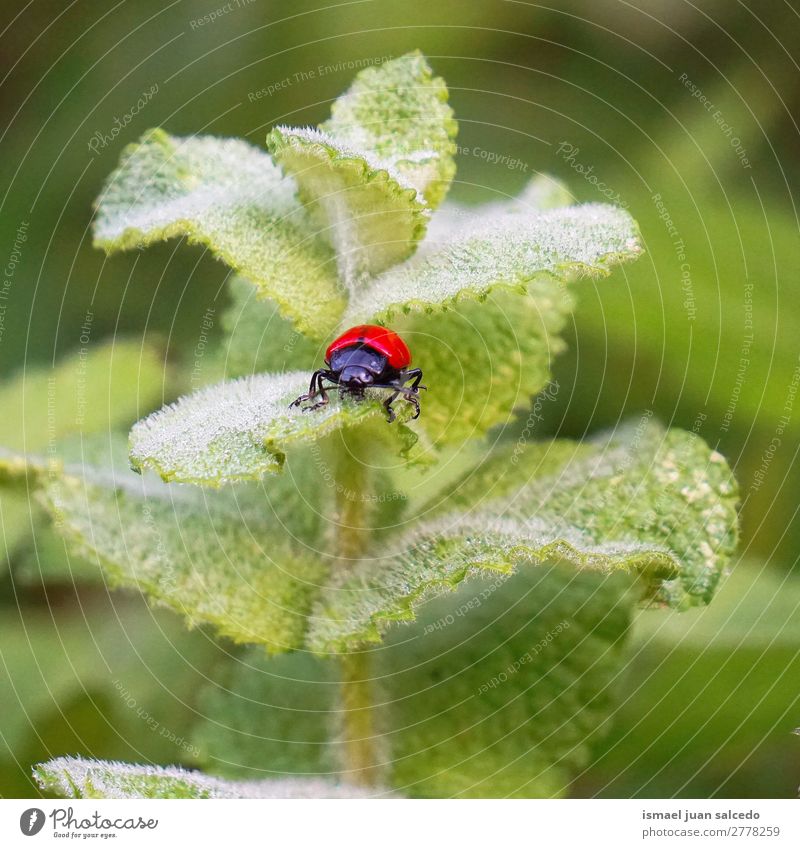 red bug on the plant Bug Red Insect Wing Animal Plant Flower Garden Nature Exterior shot background Beauty Photography fragility Elegant Leaf Green